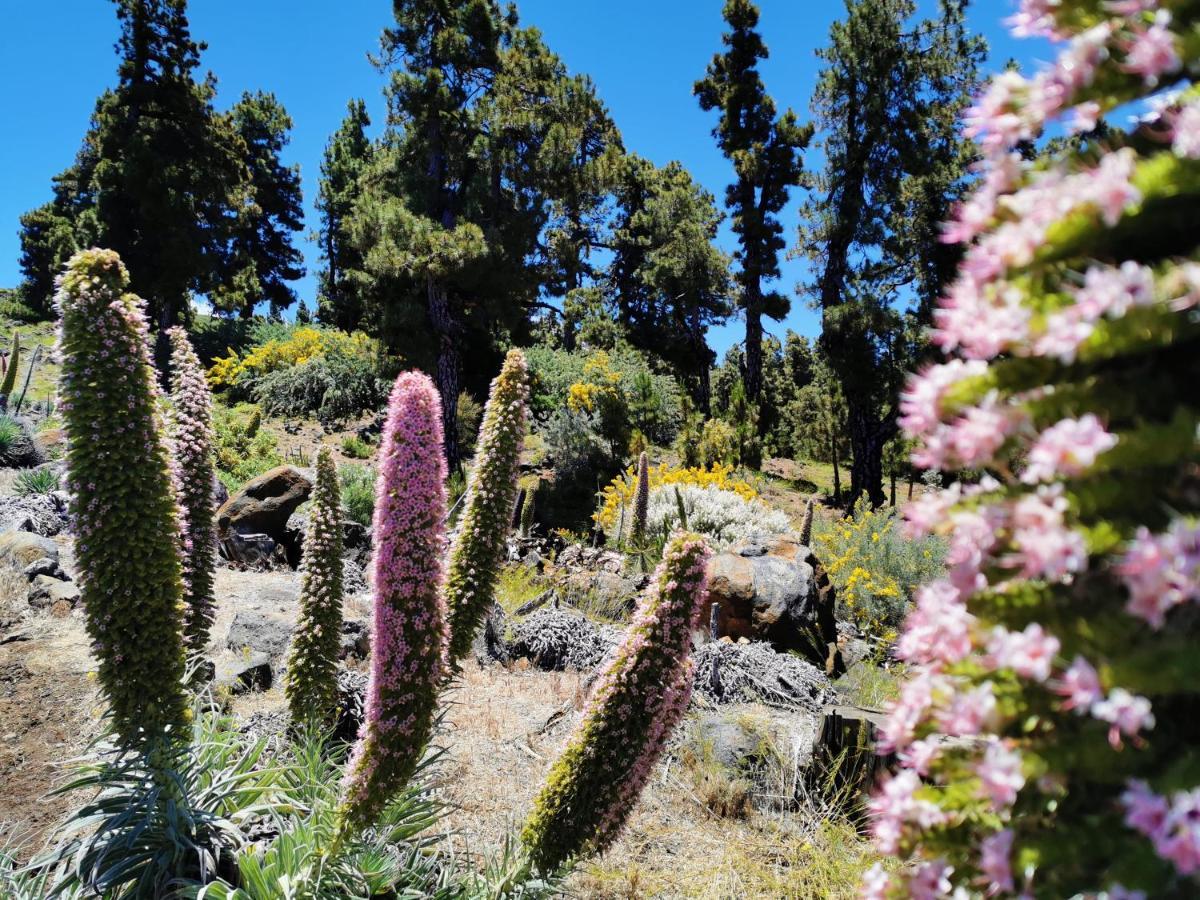 فيلا La Terraza De Juana سانتا كروث ذي لا بال المظهر الخارجي الصورة